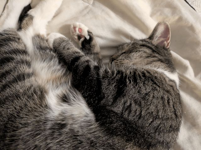 Lost Cat in Indianapolis, Indiana — UPDATE: Please help us find our kitty