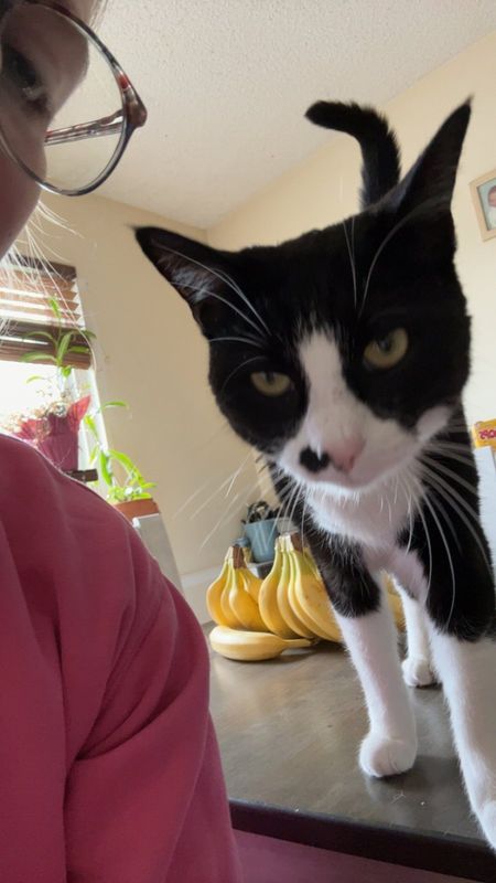 Lost Cat in Morrison — listing photo