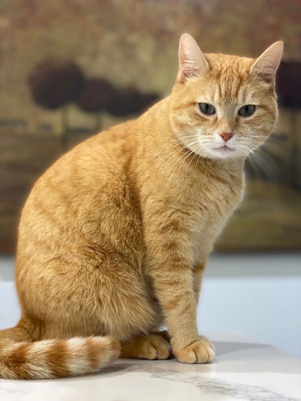 Lost Cat in Braselton — listing photo