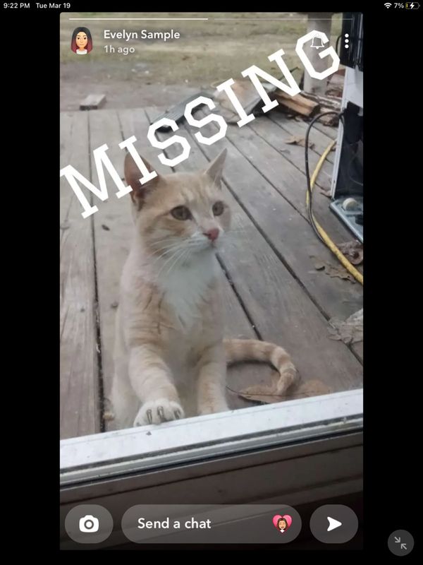 Lost Cat in Columbia, South Carolina — listing photo