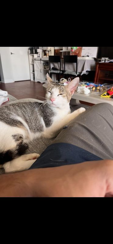 Lost Cat in Winston-Salem, North Carolina — listing photo