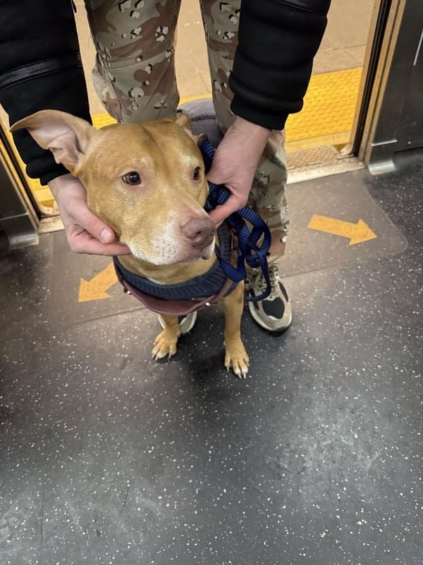 Found Dog in New York, New York — listing photo