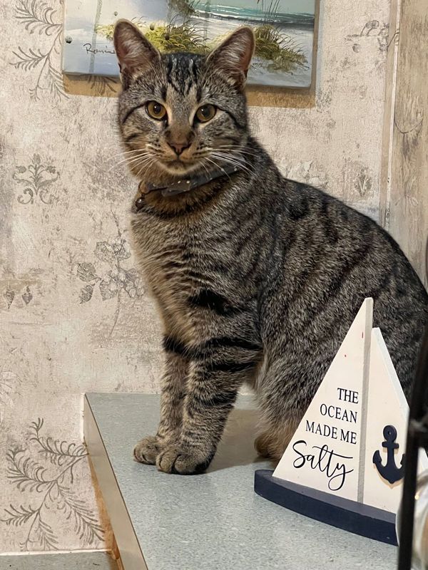 Lost Cat in Loris — listing photo