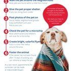 Lost Dog in Spring — Animal Control reform?
