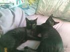 Found Dog in Columbus, Ohio — Free 4 Month Old Black Male Kittens to Good Home