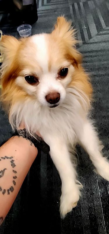 Lost Dog in Atlanta, Georgia — listing photo