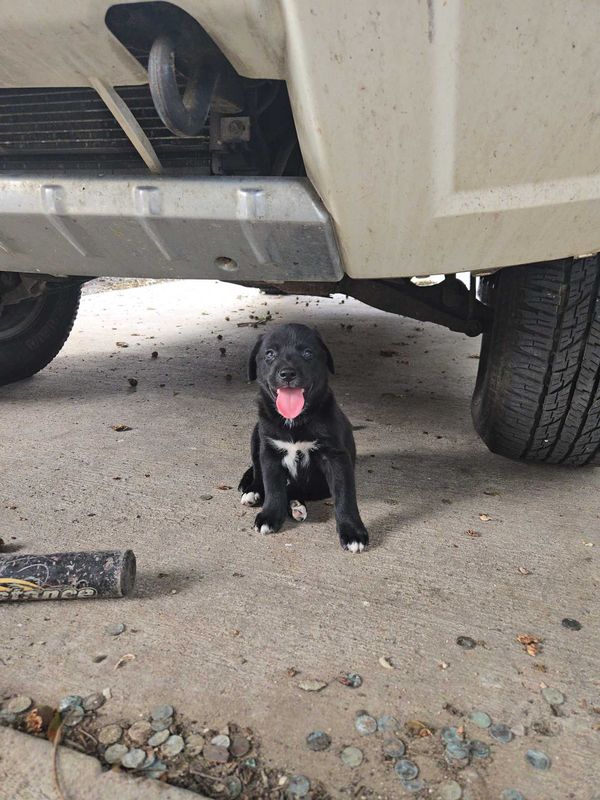 Lost Dog in Corpus Christi, Texas — listing photo