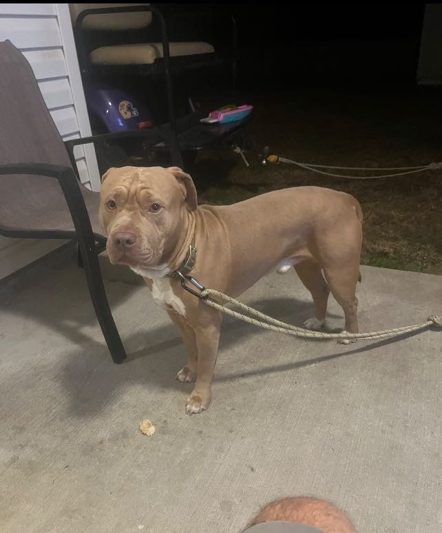 Lost Dog in Ponchatoula — listing photo