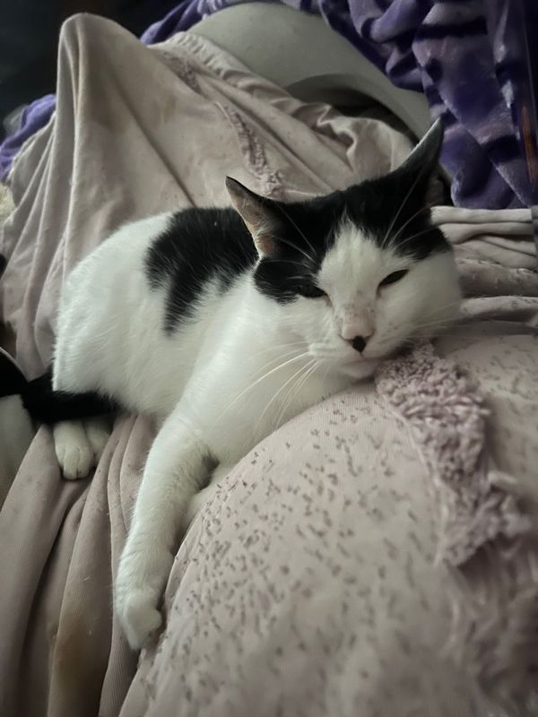 Lost Cat in Vancouver, Washington — listing photo