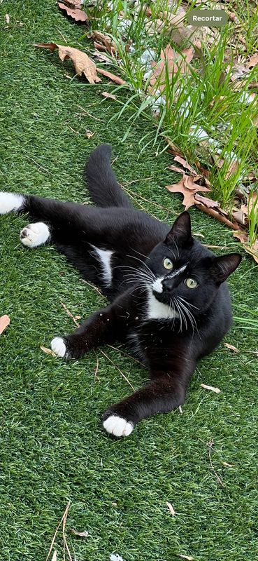Lost Cat in Lawrenceville — listing photo