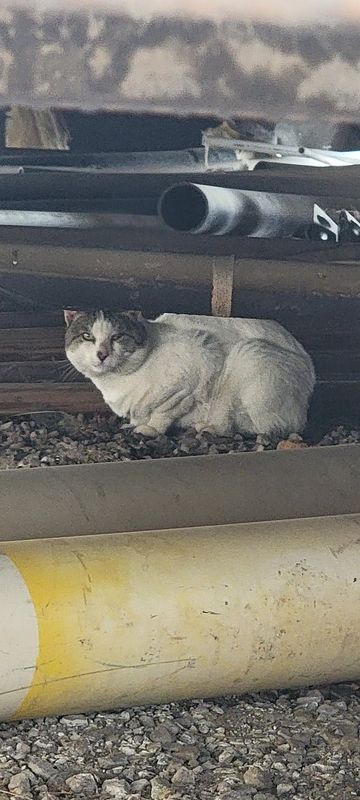 Found Cat in Reno, Nevada — listing photo