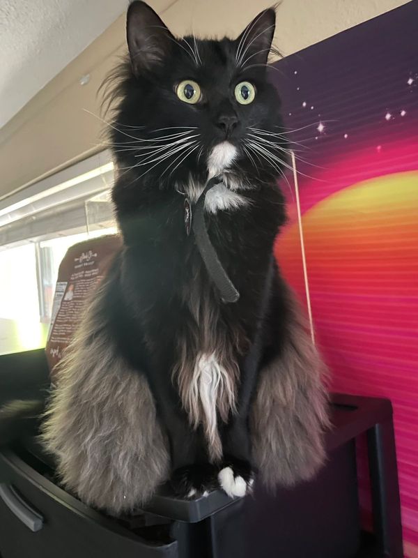 Lost Cat in Colorado Springs, Colorado — listing photo