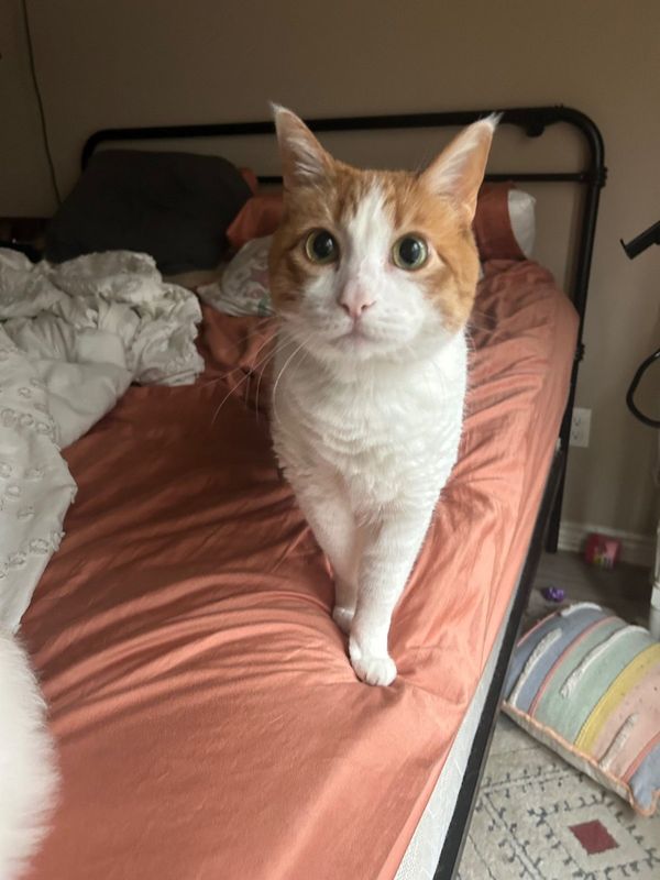 Lost Cat in Tyler, Texas — listing photo