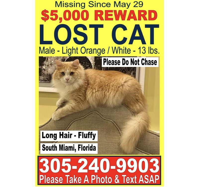 Lost Cat in Miami, Florida — listing photo