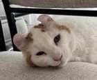 Lost Cat in Orange, California — Displaced senior kitties need home by 08/11 💔