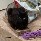 Lost Cat in Newton, Massachusetts — listing photo