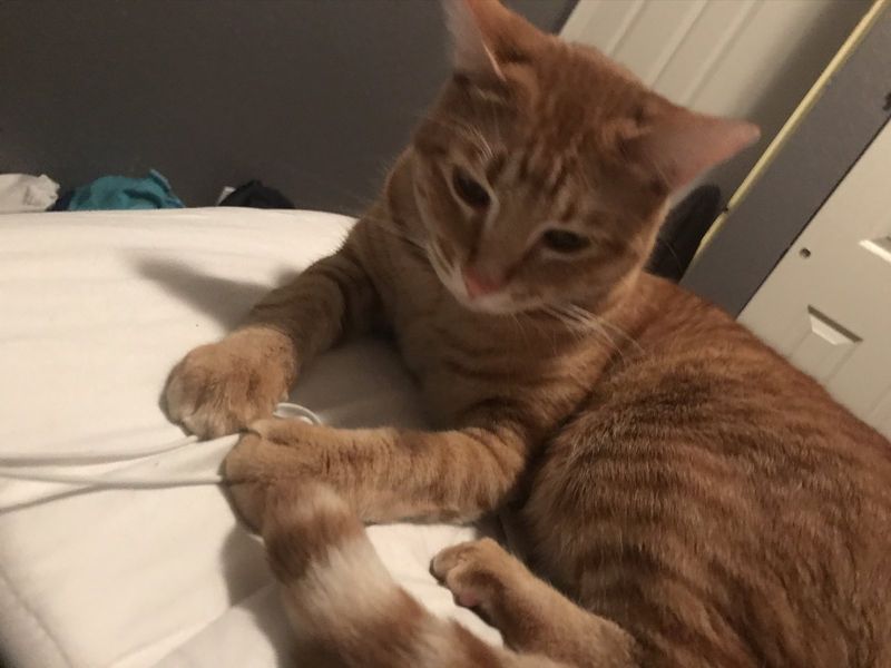Lost Cat in El Paso, Texas — listing photo