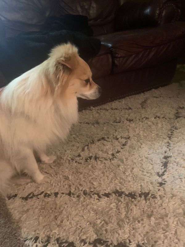 Found Dog in Pasco, Washington — listing photo