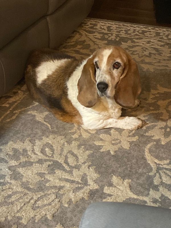Lost Dog in Fortson — listing photo
