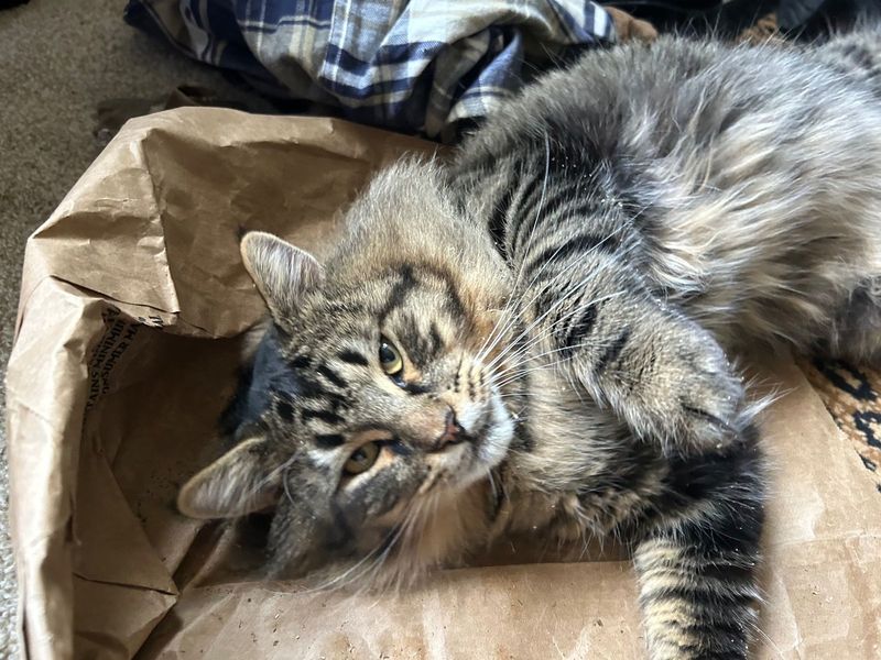 Lost Cat in Marysville, Washington — listing photo