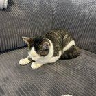Found Cat in Louisville, Kentucky — Cat Found