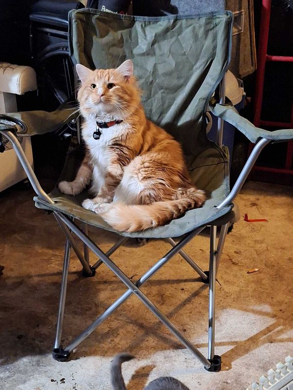 Lost Cat in Winter Haven — listing photo