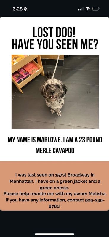 Lost Dog in New York, New York — Urgent: dog missing, please help!
