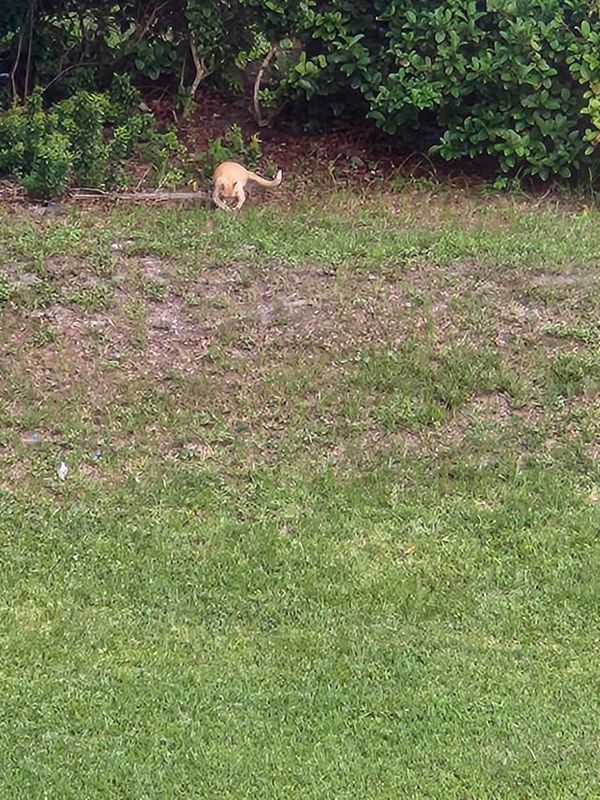 Lost Dog in Jacksonville, Florida — Spotted a dog or cat, couldn't tell from the distance