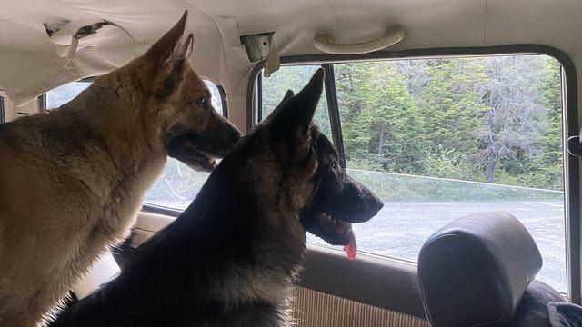 Lost Dog in Anchorage, Alaska — listing photo