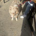 Lost Dog in Providence, Rhode Island — listing photo