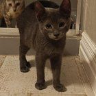 Found Dog in Fort Worth, Texas — Kittens looking for homes