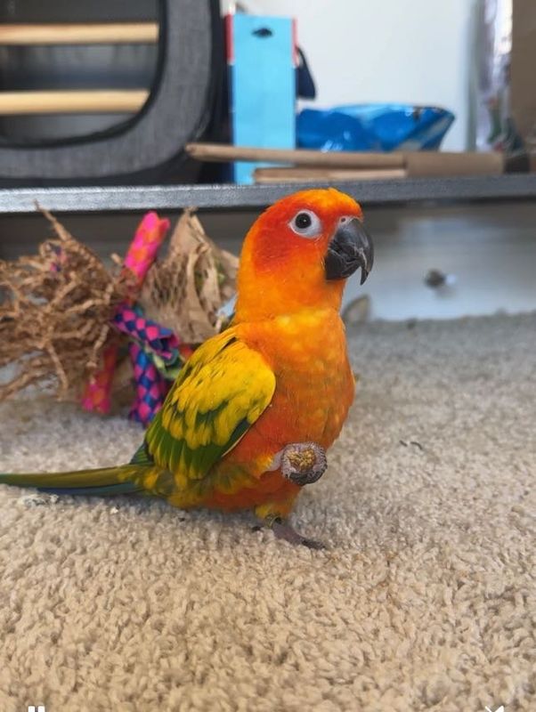 Lost Pet in Fort Mill — listing photo