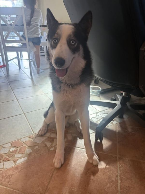 Found Dog in San Antonio, Texas — listing photo