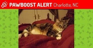 Lost Cat in Charlotte, North Carolina — Help find Stir Fry! Lost Female Cat in Charlotte, NC 28270 (x-post from )