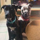 Found Dog in Indianapolis, Indiana — Looking for homes for three dogs (I know, I know!