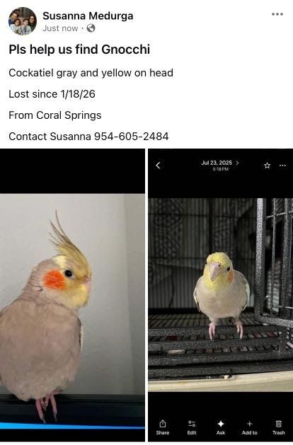 Lost Pet in Coral Springs, Florida — listing photo