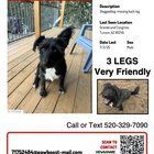 Lost Cat in Tucson, Arizona — Help find Scruffy the 3-legged dog!