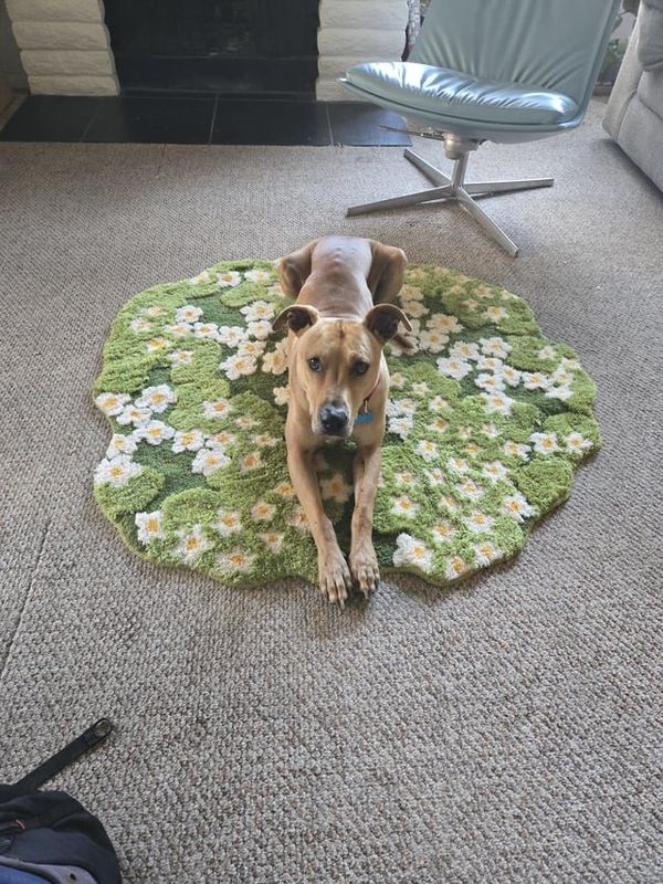 Lost Dog in San Diego, California — listing photo