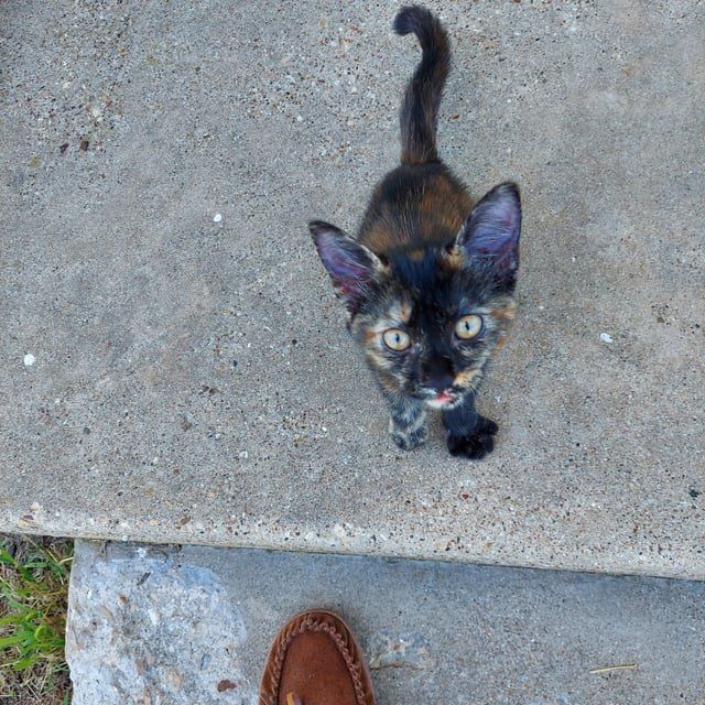Found Cat in Fort Worth, Texas — Stray cat found. Free to good home. Friendly, no fleas, a bit skinny