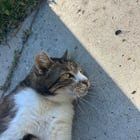 Lost Cat in San Diego, California — Found? Cat