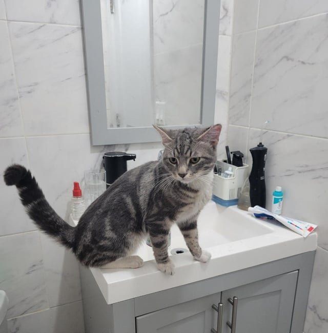 Found Cat in New York, New York — listing photo