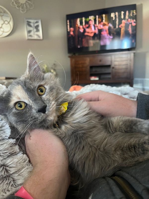 Lost Cat in Peyton — listing photo