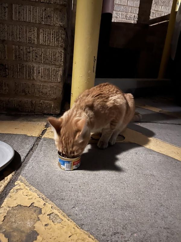 Found Cat in Denver, Colorado — Orange cat green collar w/ AirTag found in Cap Hill