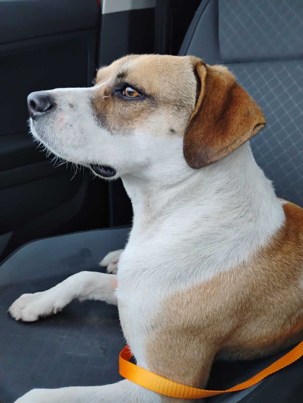 Found Dog in Houston, Texas — listing photo