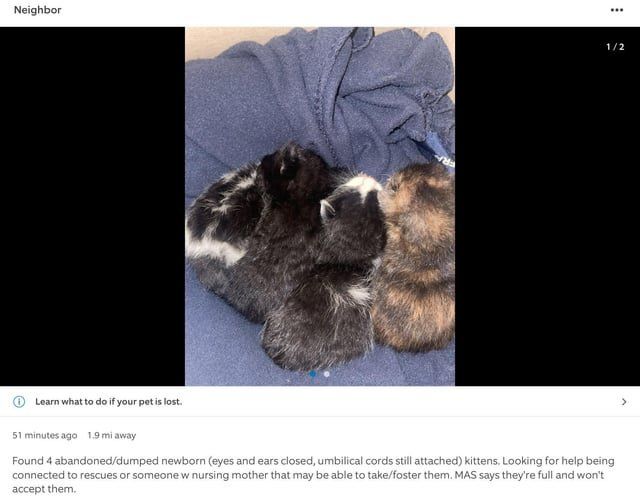 Lost Cat in K — Kittens abandoned or Dumped