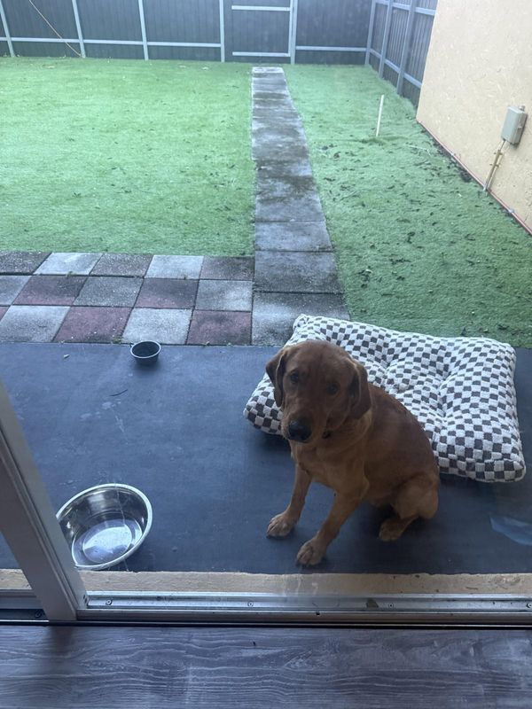 Found Dog in Miami, Florida — Please help me rescue this sweet boy!