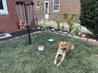 Lost Dog in Indianapolis, Indiana — listing photo