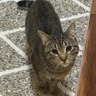 Found Cat in Portland, Oregon — listing photo