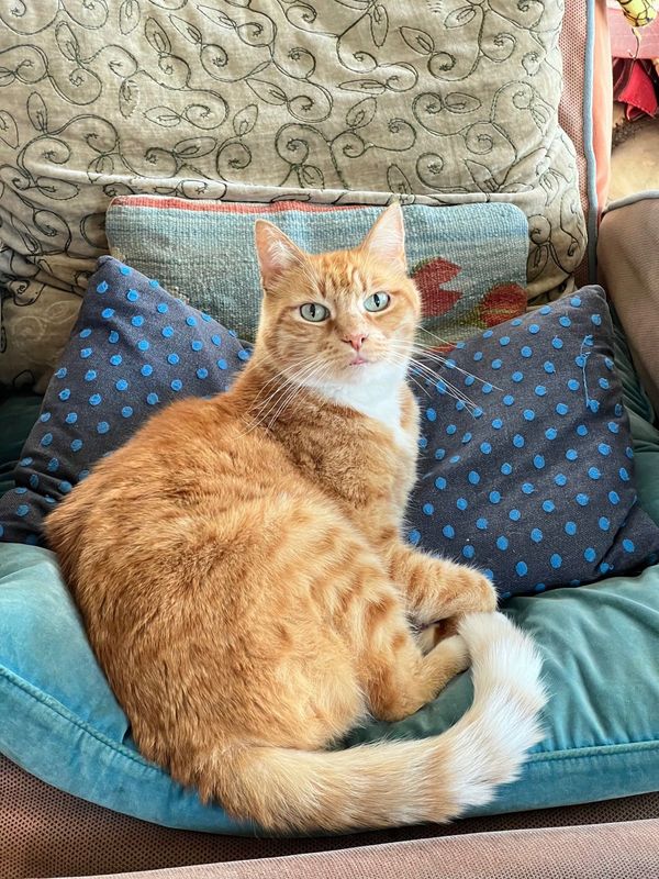 Lost Cat in Pasadena, California — listing photo