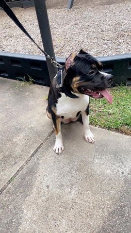 Lost Dog in Houston, Texas — listing photo